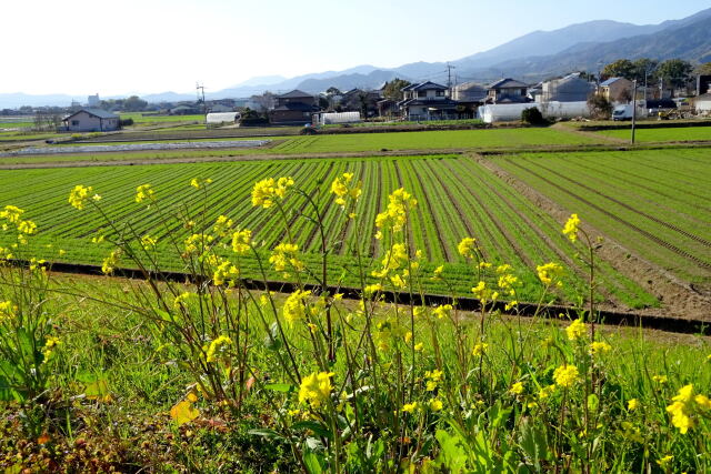 里に菜の花が咲く頃