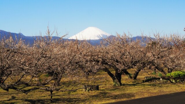 仲春の曽我梅林から望む富士山