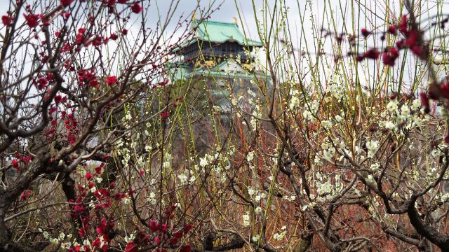 大阪城公園の梅