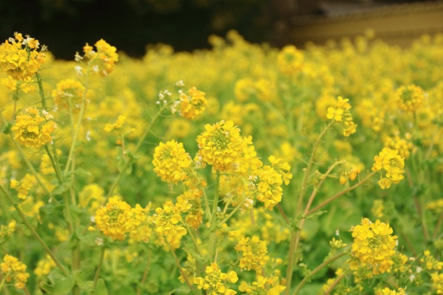 寒咲き菜の花