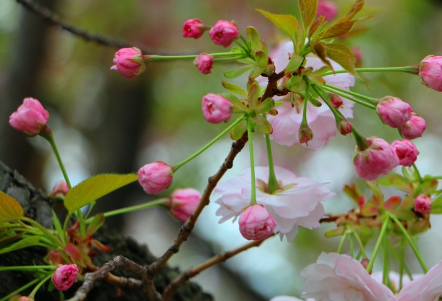 春をつげる花