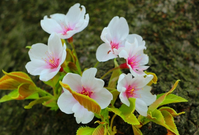 春をつげる花