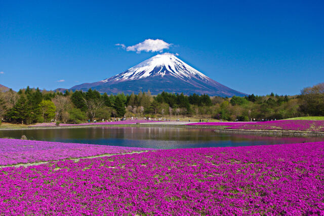 富士山と芝桜