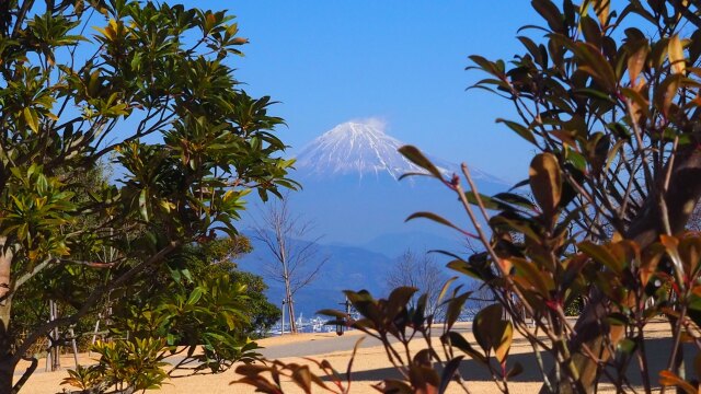 仲春の日本平から望む富士山