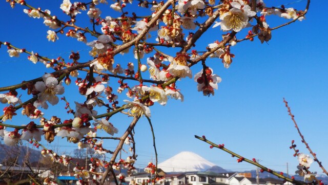 仲春の曽我梅林から望む富士山