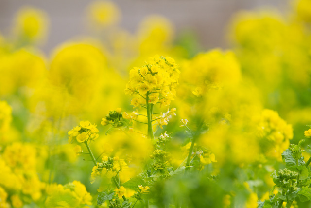 菜の花