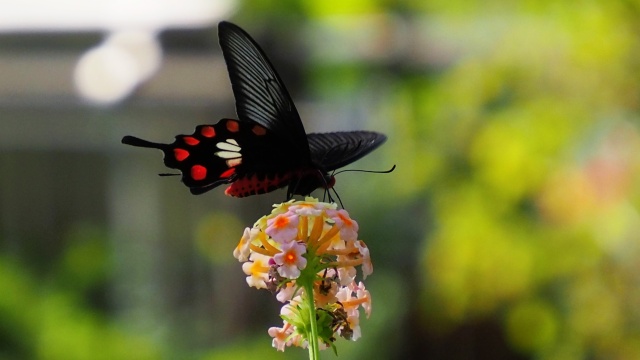 多摩動物公園の花と蝶