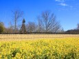 まんのう公園の菜の花