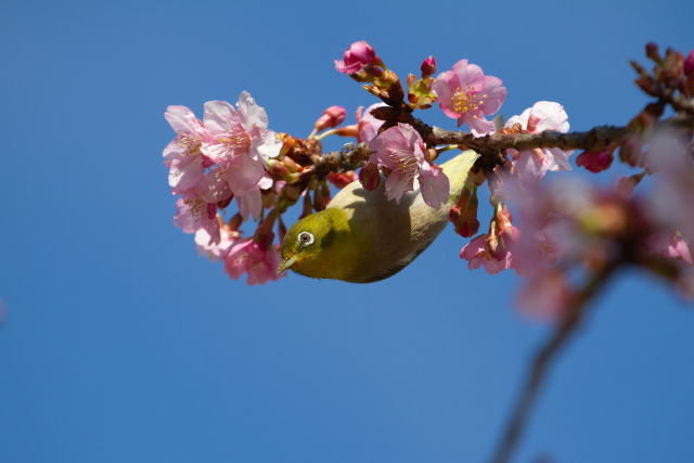 河津桜にメジロ