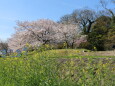 鴨川土手