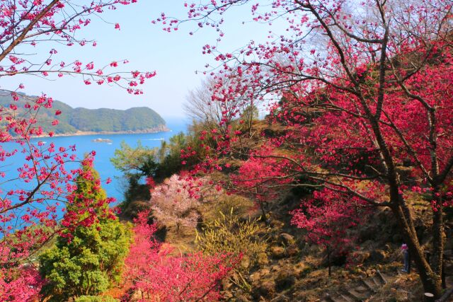 春をつげる花