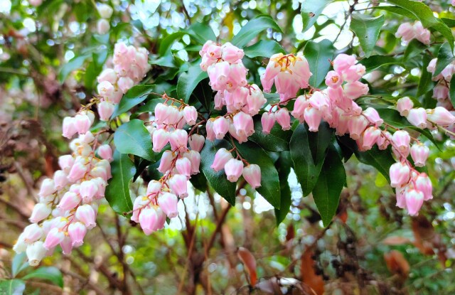 春をつげる花