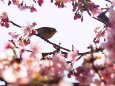 西平畑公園の河津桜とメジロ