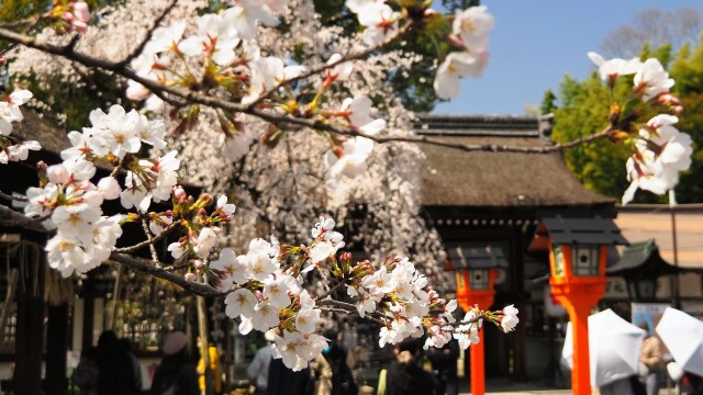 春の平野神社