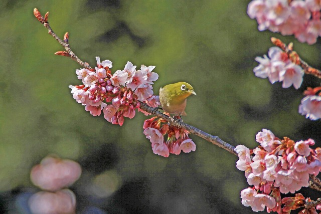 寒桜にメジロ