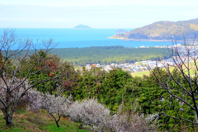 白梅の咲く丘から春の海