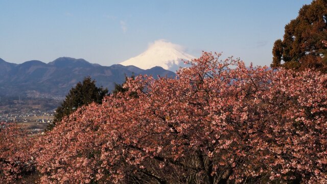 仲春の西平畑公園から望む富士山