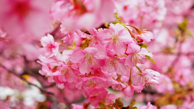 三浦海岸の河津桜