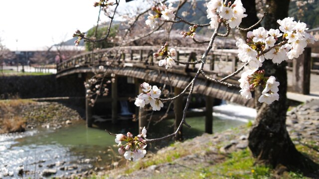 春の嵐山