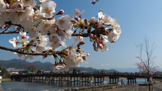 春の嵐山