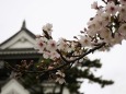 春の岡崎公園