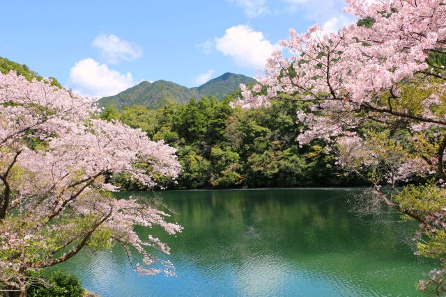 春をつげる花