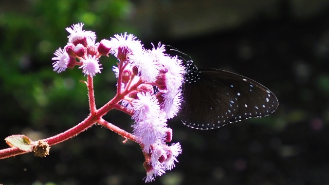 多摩動物公園の花と蝶