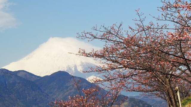 仲春の西平畑公園から望む富士山