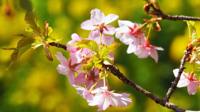 西平畑公園の河津桜