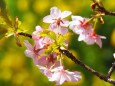 西平畑公園の河津桜