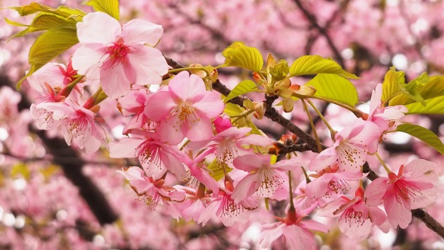 三浦海岸の河津桜