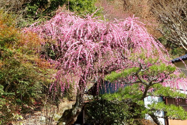 春の光に紅梅の花