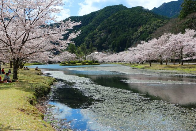 春をつげる花