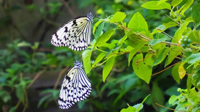 多摩動物公園の蝶