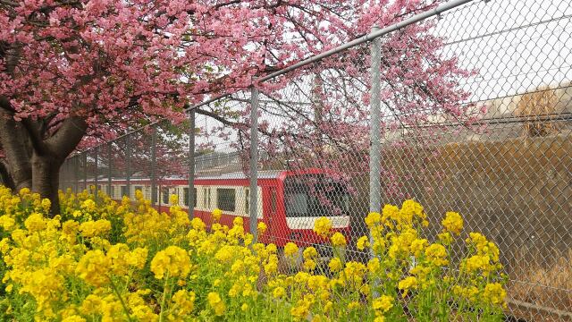 三浦海岸の河津桜と京急電車