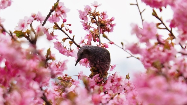 西平畑公園の河津桜とヒヨドリ