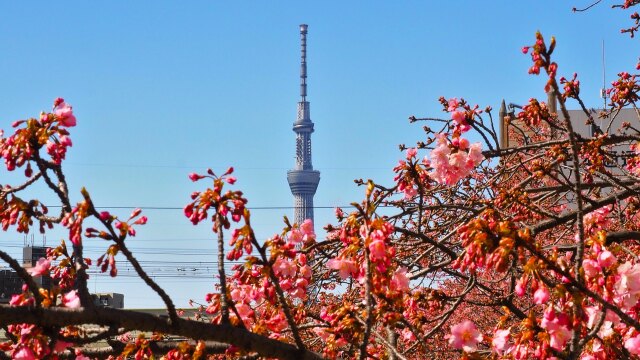 旧荒川の河津桜とスカイツリー