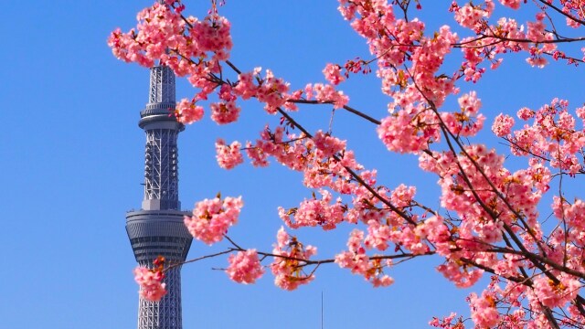 旧荒川の河津桜とスカイツリー