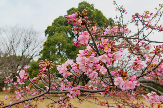 河津桜