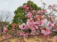 河津桜