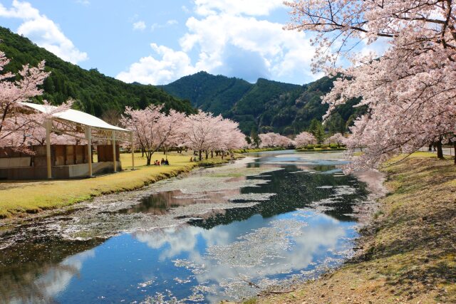 春をつげる花