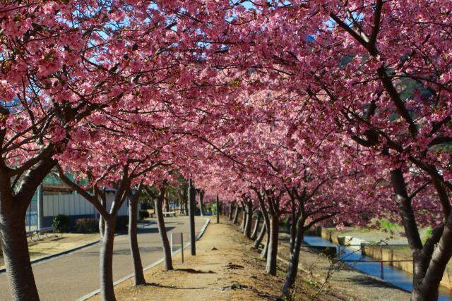 河津桜の並木道