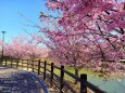 2月28日河津桜