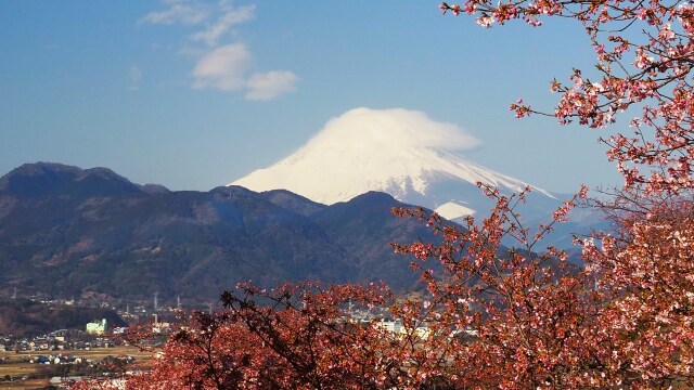 仲春の西平畑公園から望む富士山