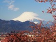 仲春の西平畑公園から望む富士山