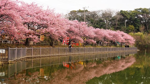 小松ヶ池の河津桜