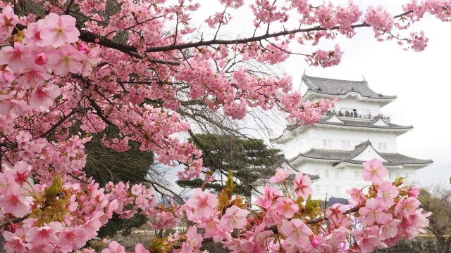 小田原城と河津桜