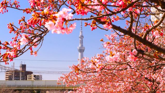 旧中川の河津桜とスカイツリー