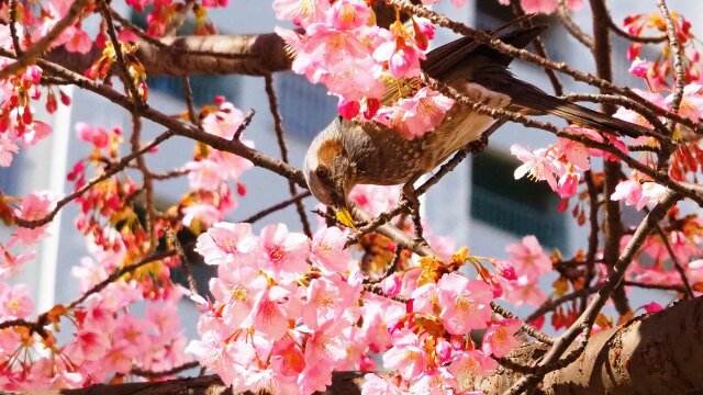 旧中川の河津桜とヒヨドリ