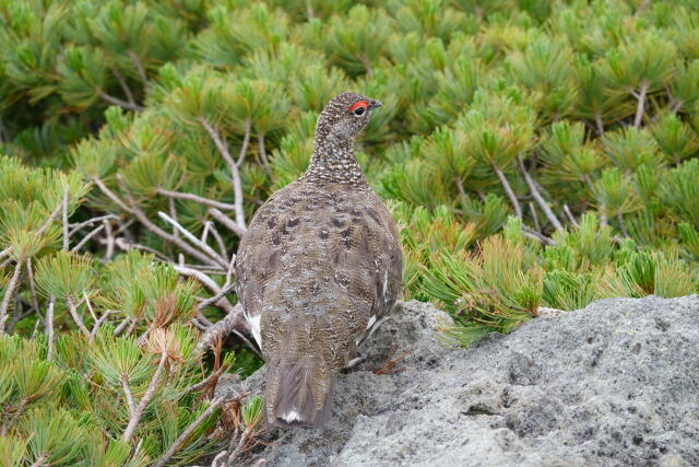 白馬乗鞍岳の雄雷鳥